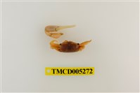 藏品(糾結南方招潮蟹)的圖片